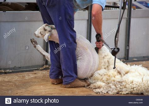 Sheep Shearing Demonstration At Country Show Stock Photo Alamy