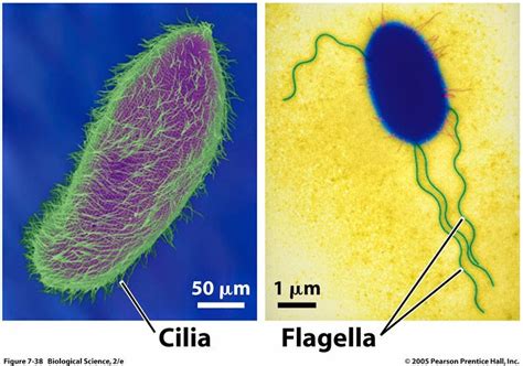 Resultado De Imagen Para Cilios Cilia And Flagella Biology