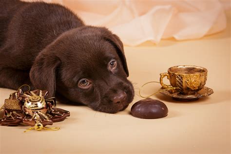 Dogs And Chocolate Why Is Chocolate Bad For Dogs