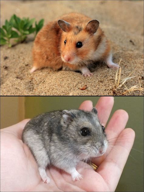 Syrian Hamster Vs Dwarf Hamster Syrian Hamster Hamsters Dwarf