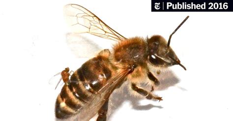 Tracking A Parasite That Turns Bees Into Zombies The New York Times