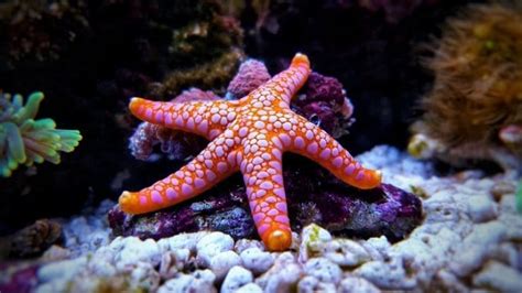 What Do Starfish Eat Starfish Diet 101 Fishkeeping World