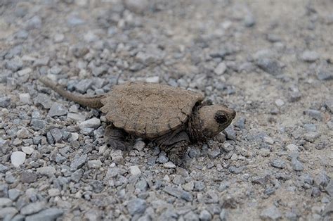 Common Snapping Turtle Hatchlings On The Nokiidaa Trail