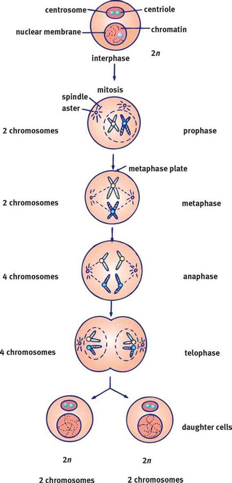 During Mitosis Two Daughter Cells Form Each Of Which Has Ciemydesigns Hot Sex Picture