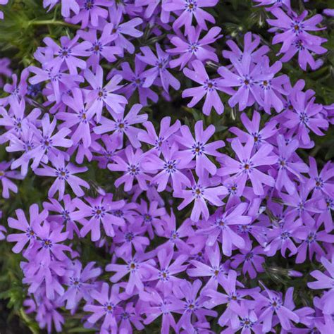 Phlox Bedazzled Orchid Pp31483 Perennial Resource