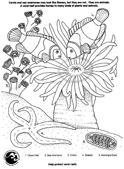 simple coral reef coloring pages - Google Search | Coloring | Pinterest