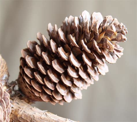 Filepine Cone 1 Wikimedia Commons