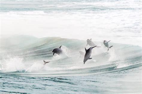 South West Marine Life Images By Ian Wiese Series 1 Dolphins