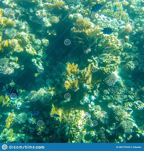 Coral Reef At The Bottom Of The Red Sea Stock Image Image Of Reef