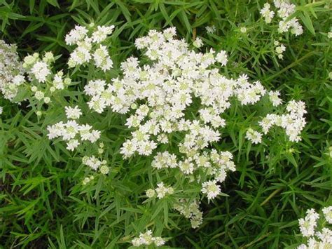 Pycnanthemum Virginianum Virginia Mountain Mint Allendan Seed Company