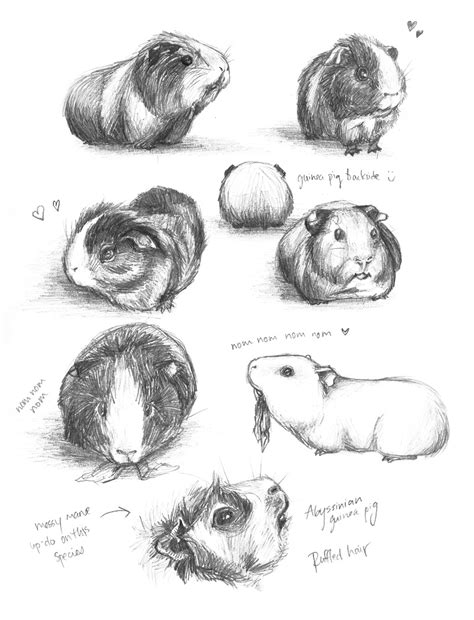 As the examples are peppa pig, guinea pig, olivia pig, and so on. Guinea Pig Studies by meh-anne on DeviantArt