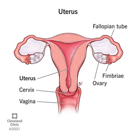 Uterus Drawing