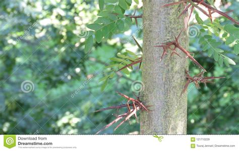 Long Sharp Thorns On Acacia Tree Stock Image Image Of