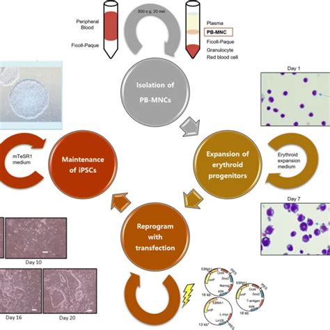 The Scheme Of The Production Of Human Induced Pluripotent Stem Cells Download Scientific