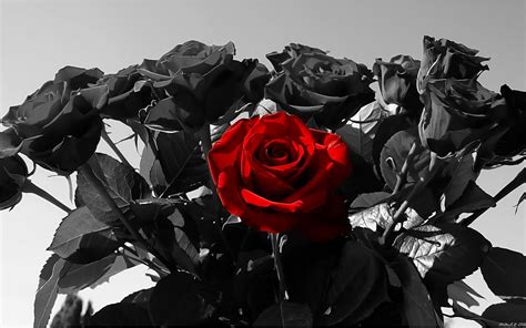 Choose from hundreds of free red wallpapers. Red Rose on Black Background ·① WallpaperTag