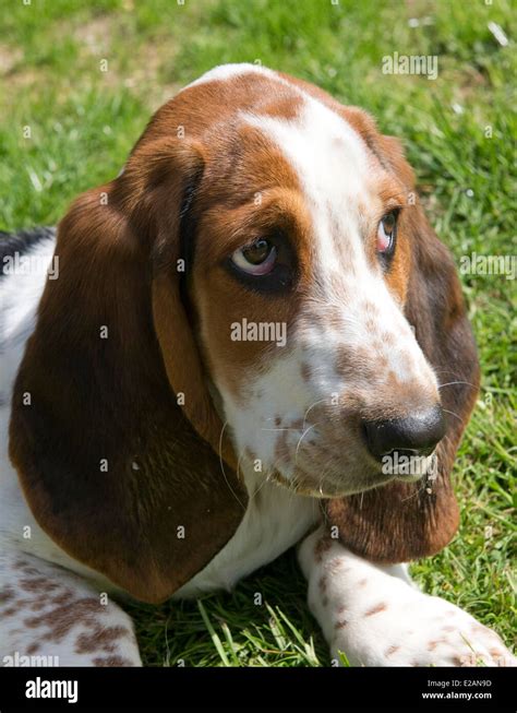 Four Month Old Basset Hound Puppy Stock Photo Alamy