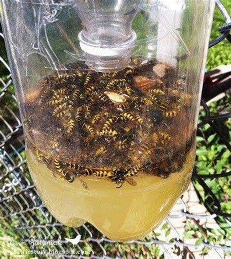 diy bee and wasp catcher soda sugar beer vinegar sweets and a little cooking spray wala