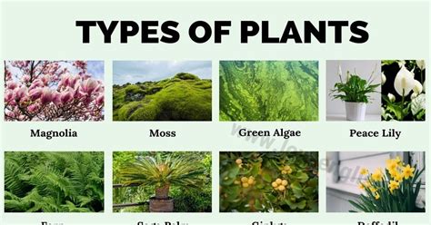5 Types Of Plants