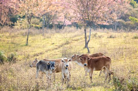 Cattle In Grassland Stock Image Image Of Nature Calm 59155059