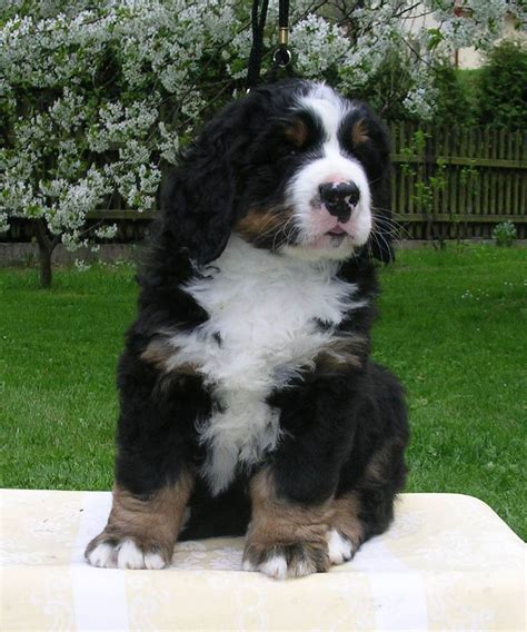 Bernese Mountain Dogpictures Of Dogs And All About Dog