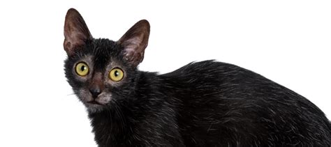 Lykoi Cat Breed Hot Sex Picture