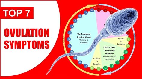 Symptoms Of Ovulation Ovulation Symptoms Signs And Ovulation Days