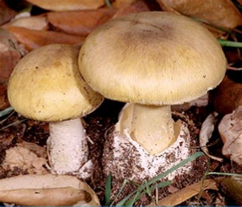 The Worlds Deadliest Mushroom The Death Cap May Finally Have An