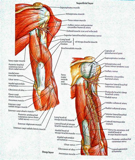 VISUAL ANATOMY Muscles Of Arm Posterior View Superficial And Deep Layer