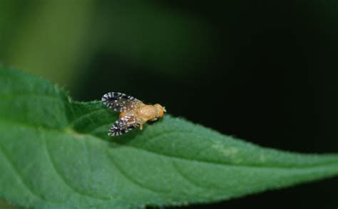If flies are invading your home & backyard, call an orkin expert to get rid of flies today. MObugs: Fruit Flies