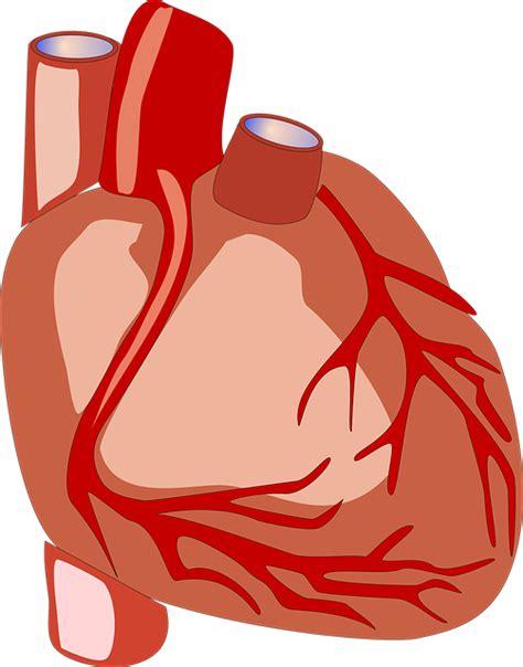 Hjerte Menneskelige Anatomi Gratis Vektor Grafik På Pixabay