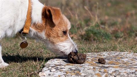 How Do You Get Your Dog To Stop Eating Poop