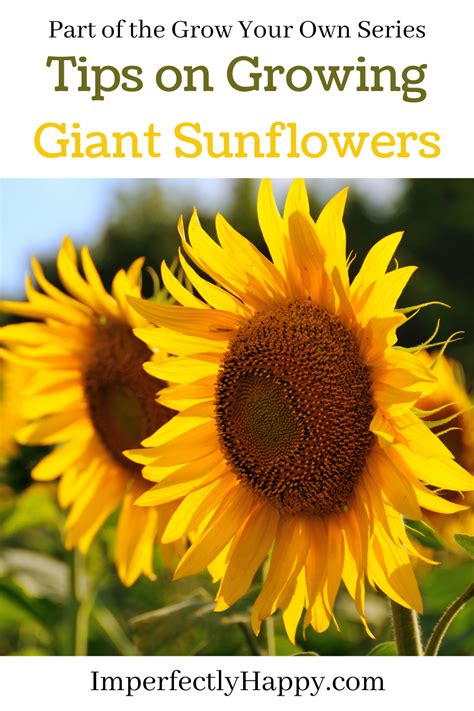 Tips On Growing Giant Sunflowers The Imperfectly Happy Home Giant