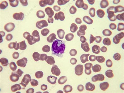 Normal Myelocyte Lm Stock Image C0435168 Science Photo Library