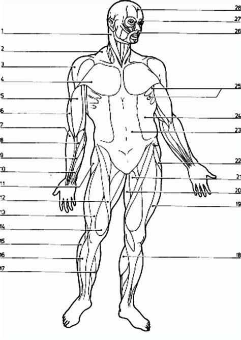 Blank Muscle Diagram To Label Sketch Coloring Page