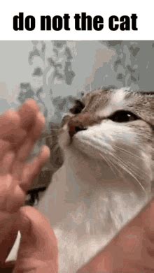 Cat Do Not GIF Cat Do Not Dont Descubrir Y Compartir GIFs