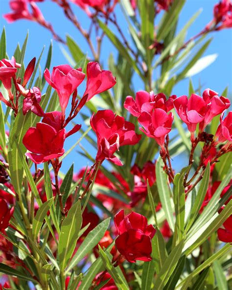 Red Oleander Shrub Ubicaciondepersonascdmxgobmx