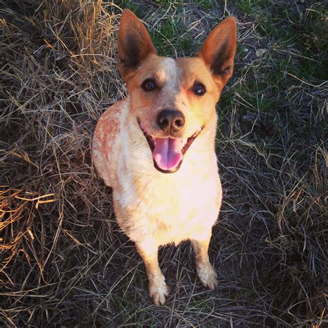 Red Heelers Are The Best Australian Cattle Dogs Pinterest