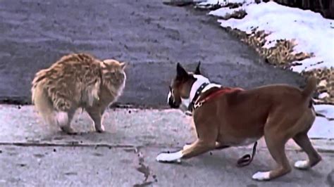 Angry Cat Attack Dog Злой кот атакует собаку Youtube