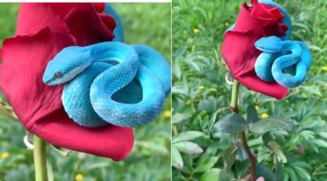 Video Of Rare Blue Pit Viper Curled Over Red Rose Goes Viral Know