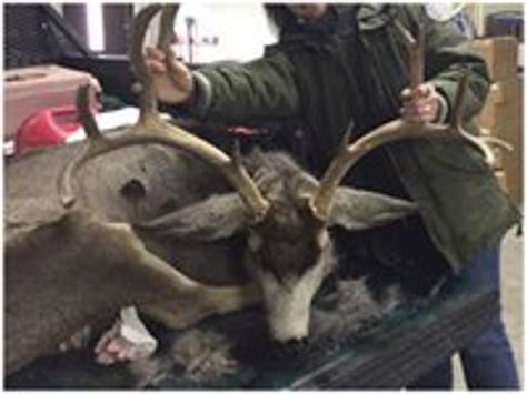 Mule Deer Buck Killed Loon Ensnared By Trash