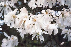 Image result for pictures of star magnolia in full bloom