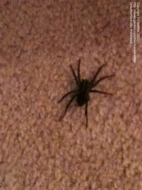How To Get Rid Of Black Spiders In My Basement Picture Of Basement 2020