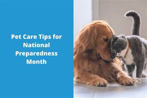 Pet Care Tips For National Preparedness Month Blog