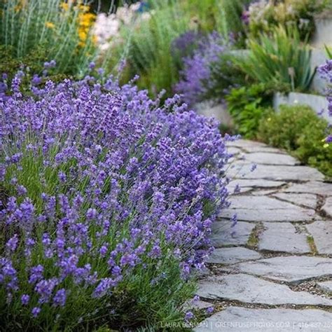 200 True English Lavender Seeds In 2021 Lavender Seeds Munstead