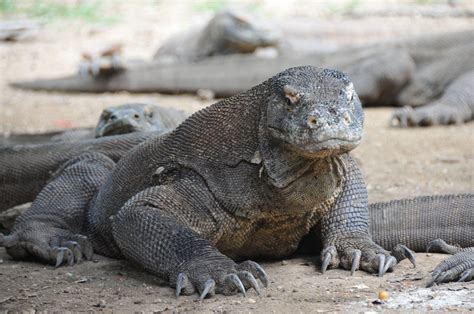 The list below is to provide information about the 10 most endangered animals. Facts About Komodo Dragons | Komodo dragon, Komodo, Wild ...