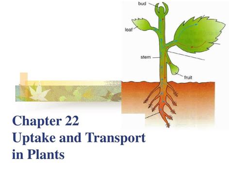 Ppt Chapter 22 Uptake And Transport In Plants Powerpoint Presentation