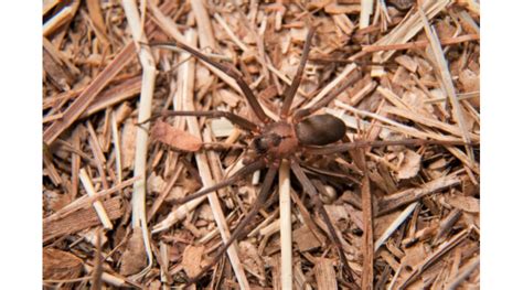 Brown Recluse Spider Fact Vs Fiction And Tips For Prevention