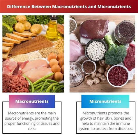 Makronutrien Vs Mikronutrien Perbedaan Dan Perbandingan