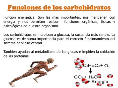 Funcion De Los Carbohidratos Bioenciclopedia Images And Photos Finder