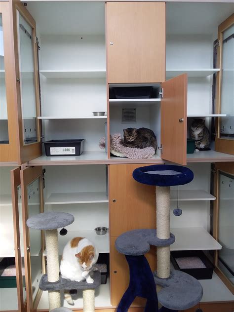 The Sanctuary Boarding Cattery